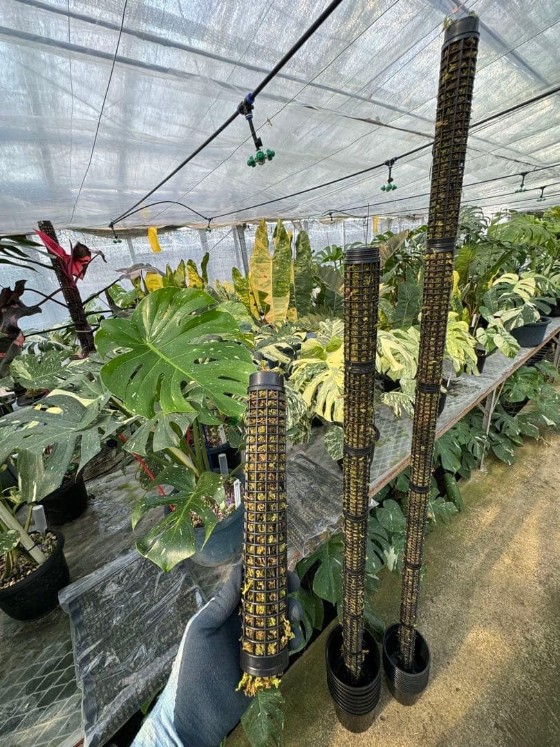 Amazon | JolieNursery（ジョリーナーセリー）水苔付きモスポール